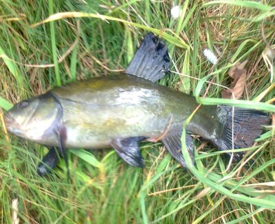 Tench