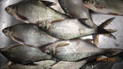 Carp bream ×14