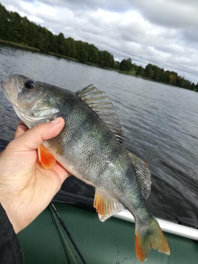 Eurasian perch, 0.4 kg