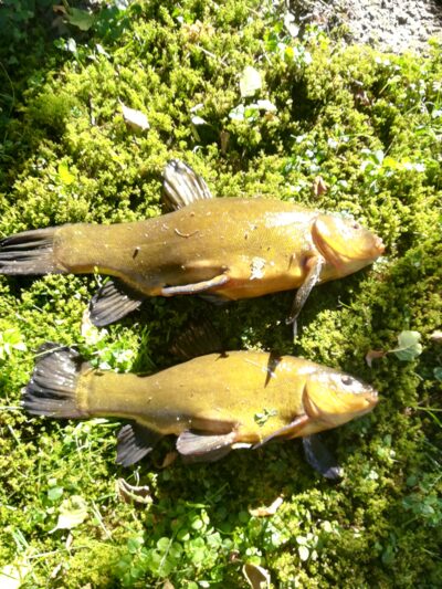 Tench, 1.5 kg — Sartai
