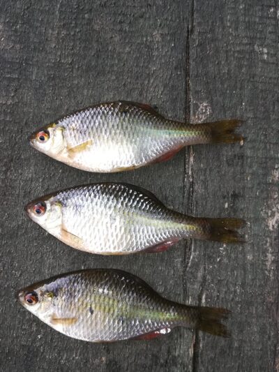 European bitterling ×3 — Sartai