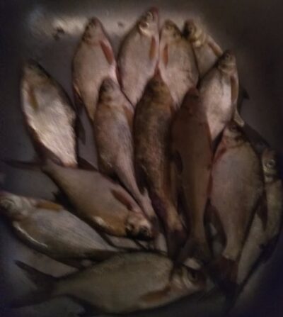 Carp bream ×14 — Pakumulšių II-asis