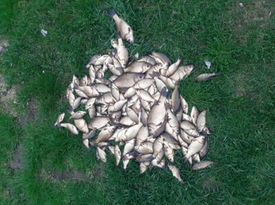 Crucian carp ×167