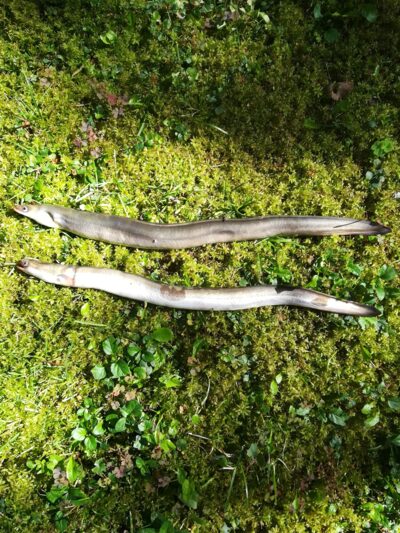 European eel ×2 — Sartai