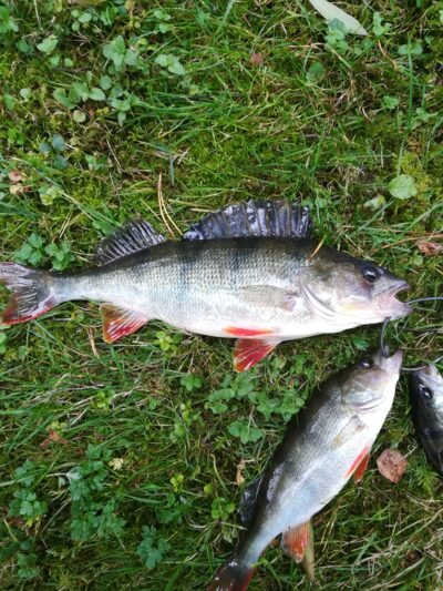 Eurasian perch, 0.4 kg — Sartai