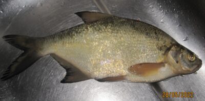 Carp bream, 0.5 kg