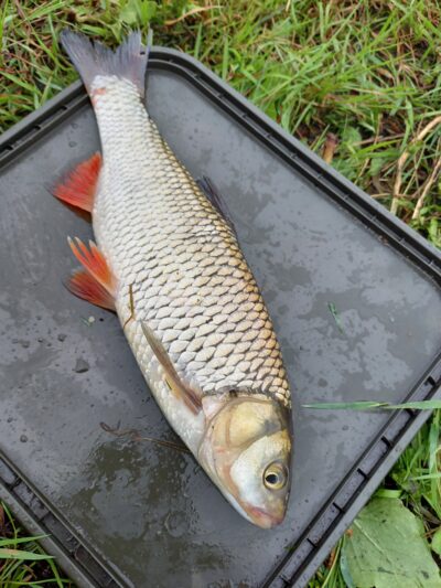 chub, 0.5 kg — Kražantė