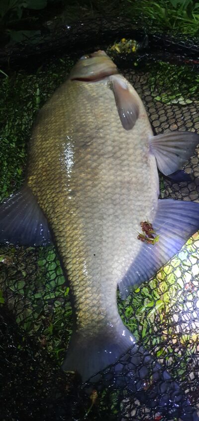 Carp bream, 2.0 kg