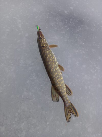 Northern Pike