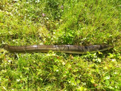European eel — Sartai