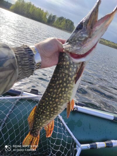 Northern Pike, 1.8 kg — Žilmas