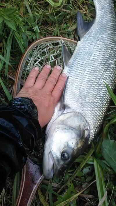 Asp, 3.7 kg