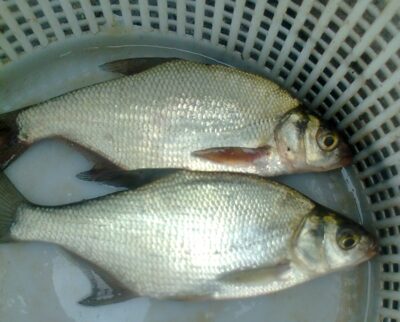 Carp bream ×2