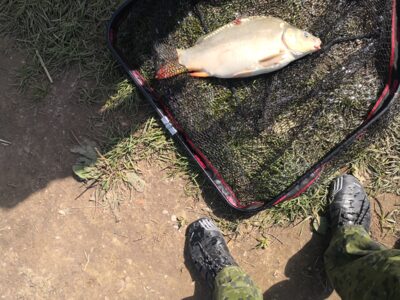 Mirror carp, 2.5 kg