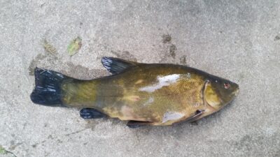Tench