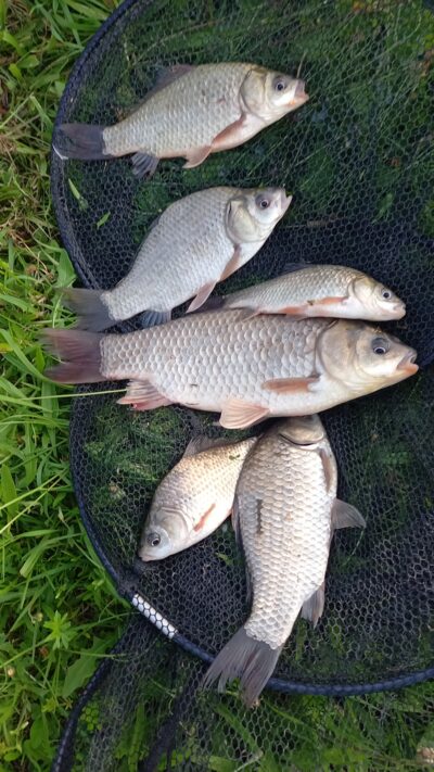 Prussian carp ×6 — Vėjinės