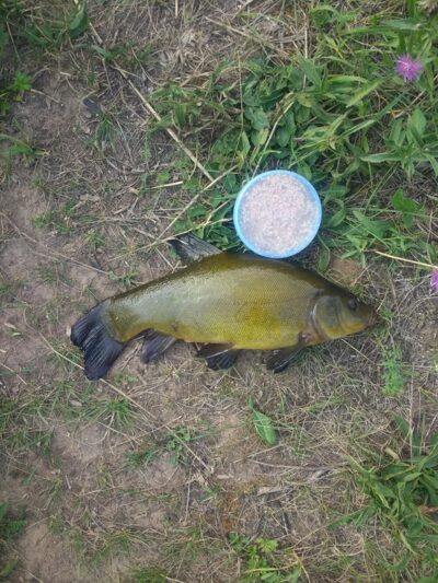 Tench, 0.6 kg