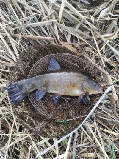 Tench — Lėvuo