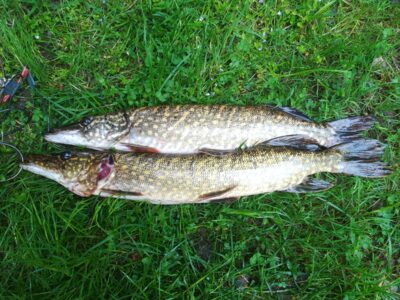 Northern Pike ×2 — Sartai