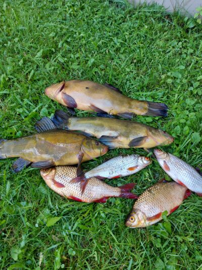 Tench
