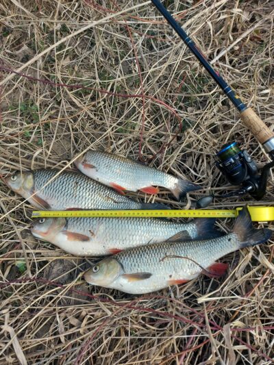 chub — Neris River