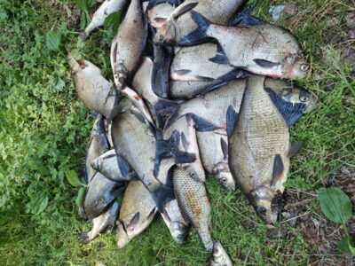 Carp bream, 1.0 kg — Sartai