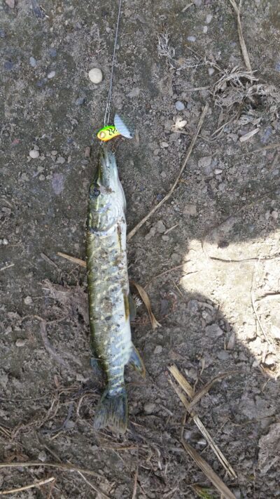 Northern Pike