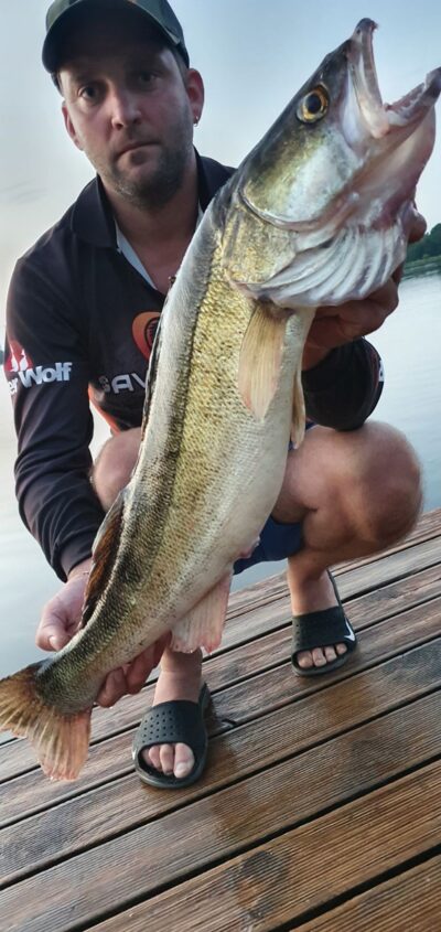 Pike perch, 4.0 kg