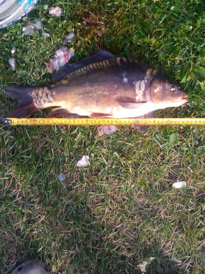 Mirror carp, 1.4 kg