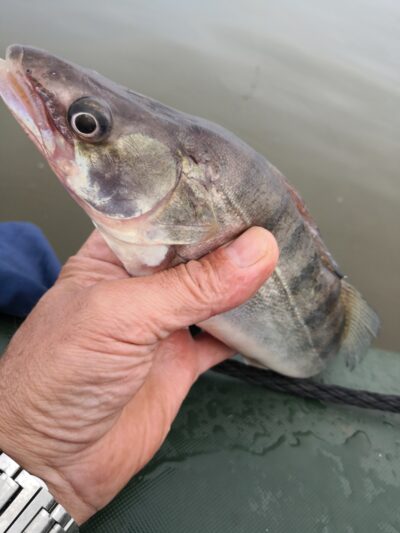 Pike perch — Kuršių