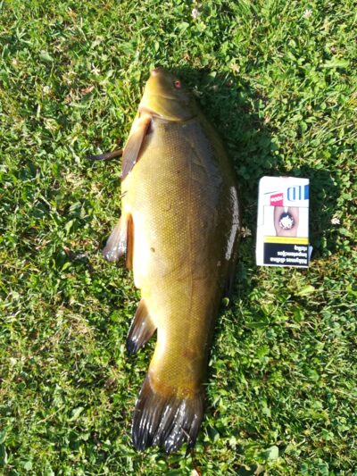 Tench, 1.8 kg — Šakynos