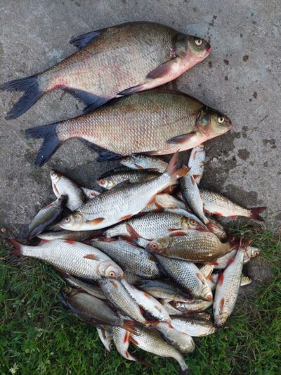 Carp bream ×2
