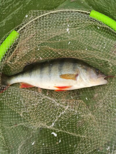 Eurasian perch, 0.5 kg — Sartai