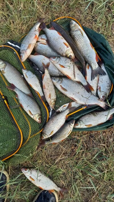 Roach — Neman River