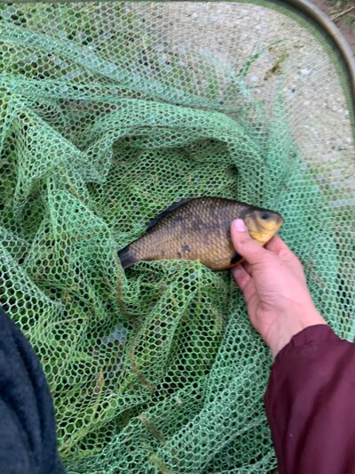 Crucian carp — Leliūnų