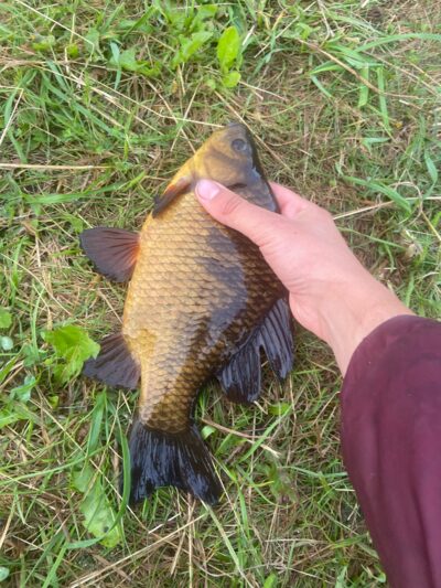 Crucian carp — Leliūnų