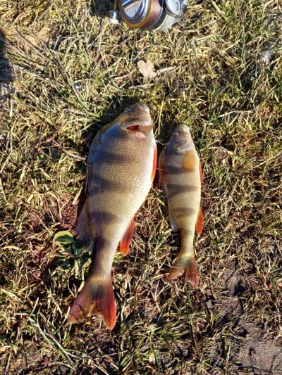 Eurasian perch — Kražantė