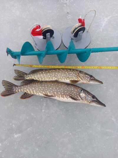 Northern Pike ×2 — Karklėnų