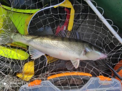 Pike perch, 1.6 kg