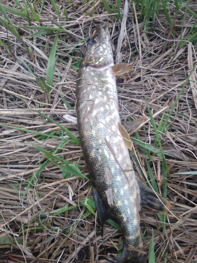 Northern Pike — Apaščia