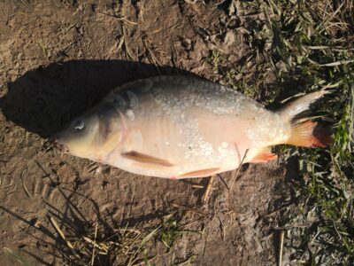 Mirror carp, 2.2 kg