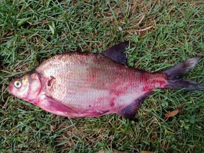 Carp bream, 1.9 kg — Kuršių
