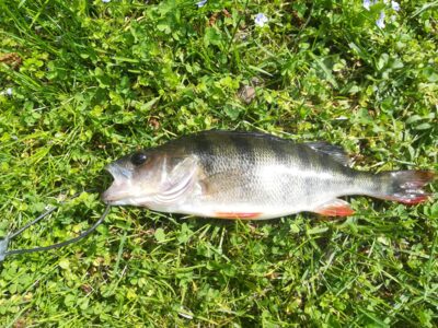 Eurasian perch — Sartai