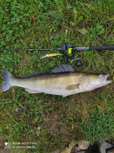 Pike perch, 4.5 kg