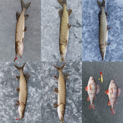 Northern Pike ×5