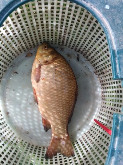 Prussian carp