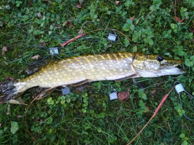 Northern Pike, 1.2 kg — Sartai
