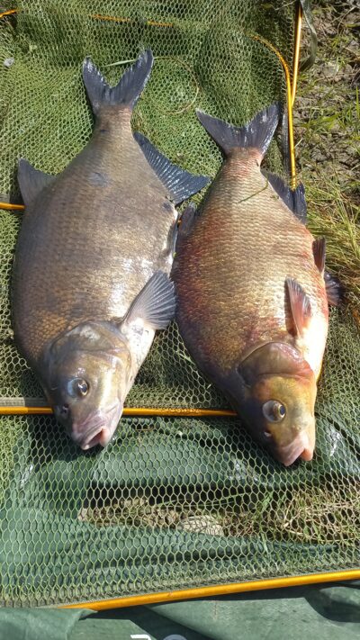 Carp bream ×2 — Neman River