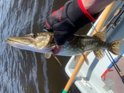 Northern Pike — Mūšėjus