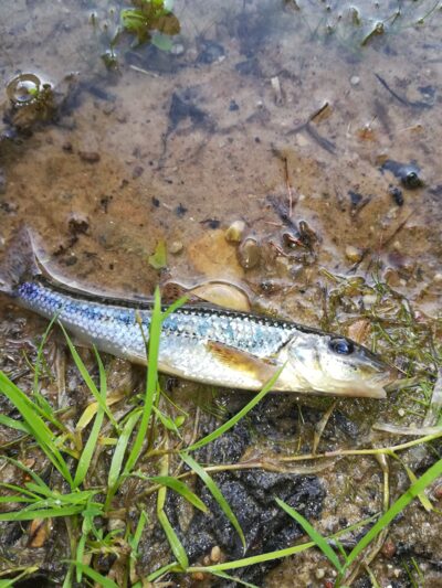 Gudgeon — Sartai